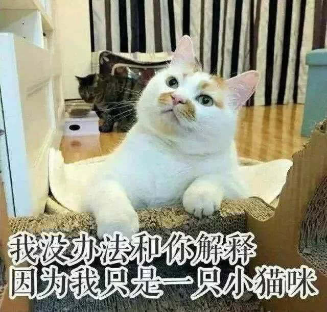 表情包 表情包