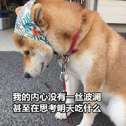 表情包