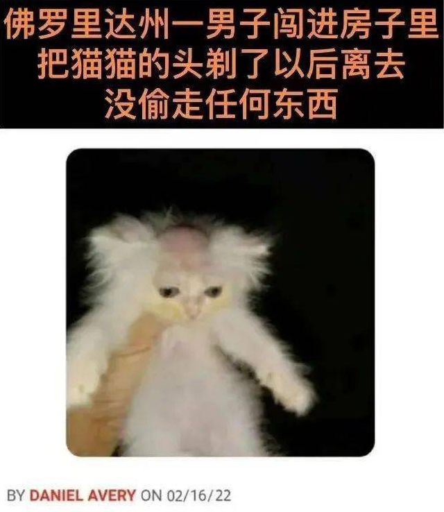 给猫剃头