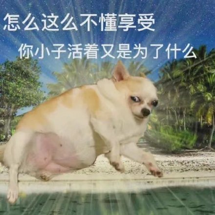 表情包 表情包