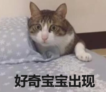 好奇宝宝.jpg