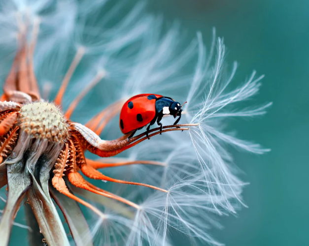 微距摄影.png 微距摄影.png