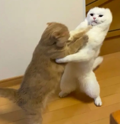 图片10.猫猫打架表情包.png 图片10.猫猫打架表情包.png