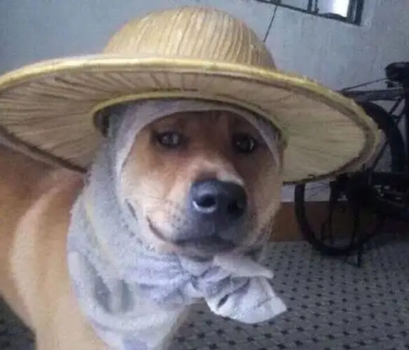 1.小狗表情包.jpg 1.小狗表情包.jpg